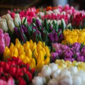 Marché des fleurs : quelles opportunités en franchise ?